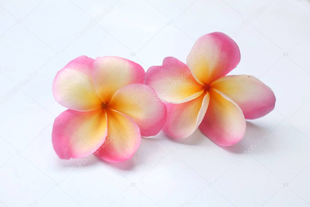 top view a pink plumeria or Frangipani  flowers isolate on a white background