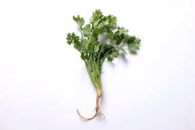 fresh green leaf coriander or cilantro isolated on white background ingredients or vegetables in cooking