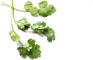 kopyalama alanı taze yeşil yaprak kişniş veya kişniş beyaz arkaplan içeriği ya da sebzeler üzerinde izole