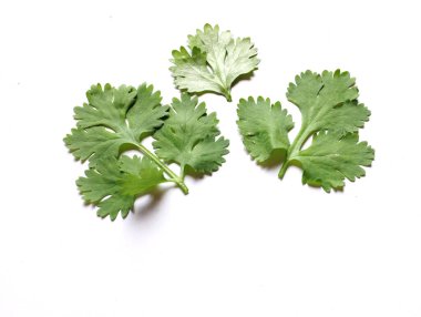 top view a fresh green leaf coriander or cilantro isolated on white background ingredients or vegetables in cooking