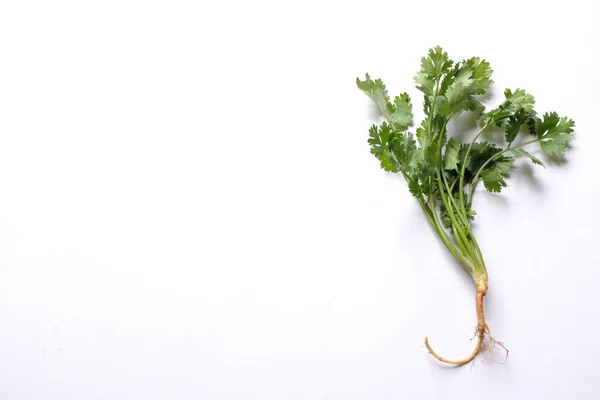 Copy Space Fresh Green Leaf Coriander Cilantro Isolated White Background — Stockfoto