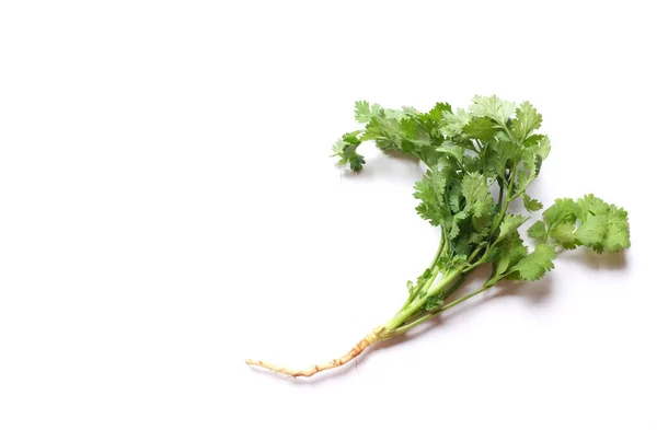 Copy Space Fresh Green Leaf Coriander Cilantro Isolated White Background — Stockfoto