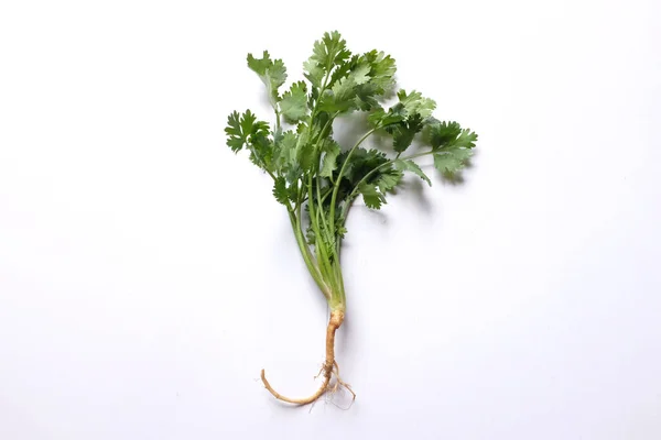 Vers Groen Blad Koriander Koriander Geïsoleerd Witte Achtergrond Ingrediënten Groenten — Stockfoto