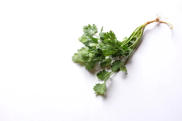 Fresh Green Leaf Coriander Cilantro Isolated White Background Ingredients Vegetables — 图库照片