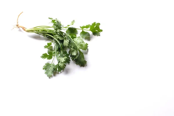 Fresh Green Leaf Coriander Cilantro Isolated White Background Ingredients Vegetables — Stockfoto