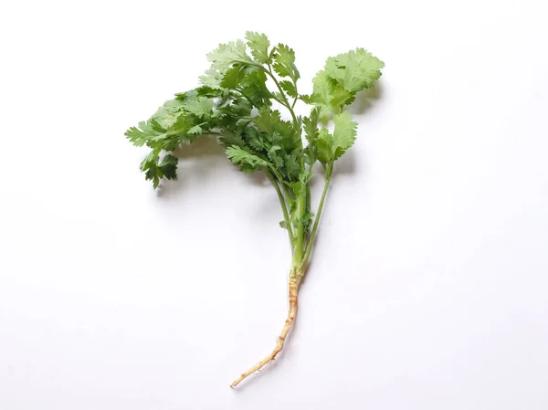 Fresh Green Leaf Coriander Cilantro Isolated White Background Ingredients Vegetables — Stockfoto