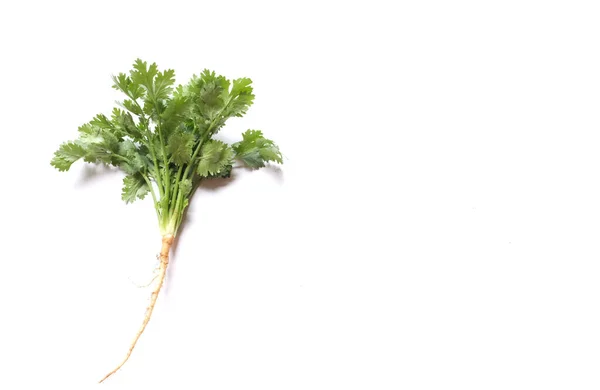 Top View Fresh Green Leaf Coriander Cilantro Isolated White Background — Foto de Stock