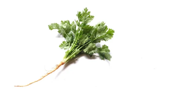 Top View Fresh Green Leaf Coriander Cilantro Isolated White Background — 图库照片