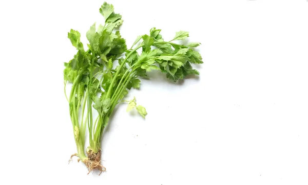 Top View Flat Lay Fresh Organic Celery Leave Apium Graveolens — Zdjęcie stockowe