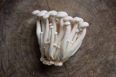 Üst ve düz yatıyordu taze organik kayın mantarları veya ahşap ahşap Shimeji mantarları kesim tahtası üzerinde koyu arkaplan