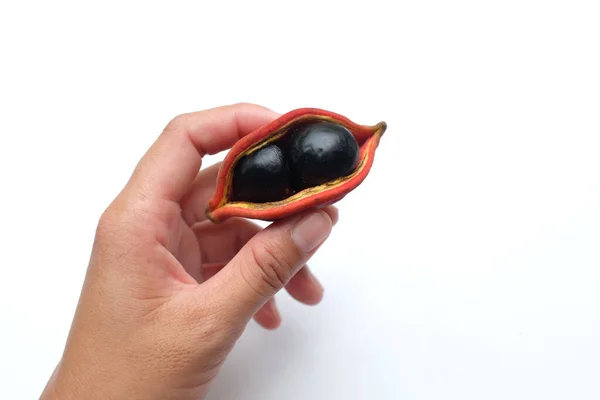 Woman Hand Holding One Fresh Sterculia Monosperma Chestnuts Isolate White — Stockfoto