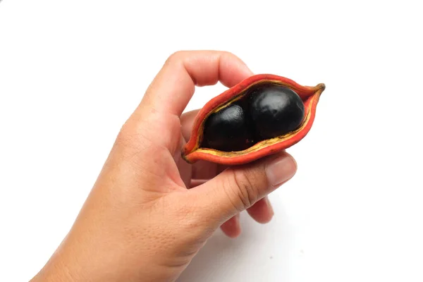 Woman Hand Holding One Fresh Sterculia Monosperma Chestnuts Isolate White — Foto Stock