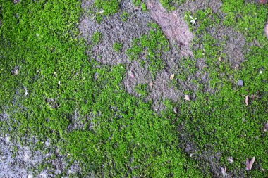 Taze yeşil yosun dokusu eski beton zeminde büyüyor.