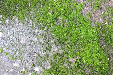 Taze yeşil yosun dokusu eski beton zeminde büyüyor.