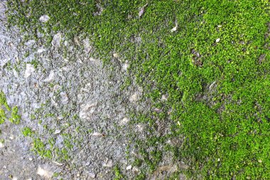 Taze yeşil yosun dokusu eski beton zeminde büyüyor.