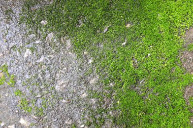 Taze yeşil yosun dokusu eski beton zeminde büyüyor.