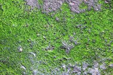 Taze yeşil yosun dokusu eski beton zeminde büyüyor.