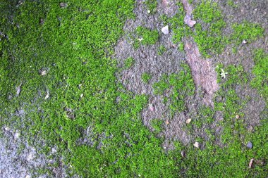 Taze yeşil yosun dokusu eski beton zeminde büyüyor.
