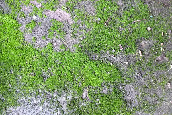 Fresco Verde Muschio Texture Sfondo Sta Crescendo Sul Vecchio Pavimento — Foto Stock