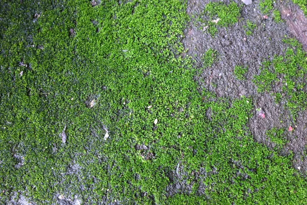 Świeże Zielone Mech Tekstury Tło Rośnie Starej Podłodze Cementowej — Zdjęcie stockowe
