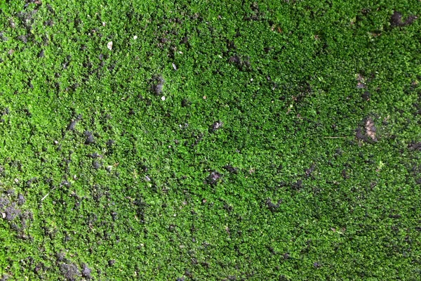 新的绿色苔藓纹理背景生长在旧的水泥地面上 — 图库照片