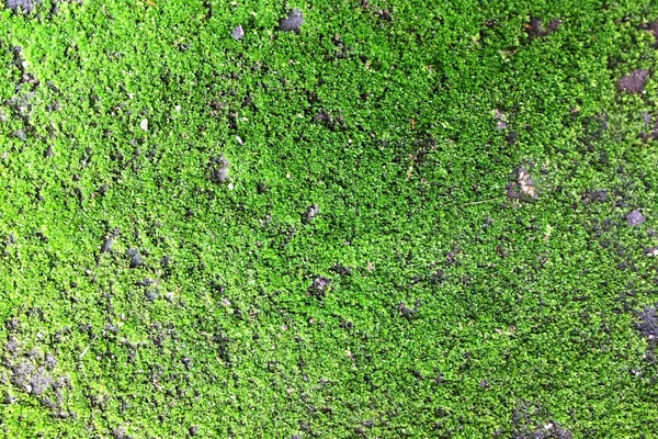 Świeże Zielone Mech Tekstury Tło Rośnie Starej Podłodze Cementowej — Zdjęcie stockowe