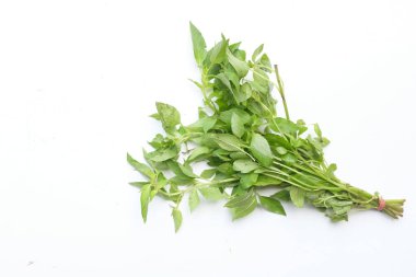 Taze tatlı fesleğen, Hairy Basil ya da beyaz arka planda izole edilmiş Ocimum bazilika yaprağı. Tayland yemeğinin içindeki besin maddeleri sıcak organik sebzeler ve sağlıklı beslenmek için bitkiler içerir.