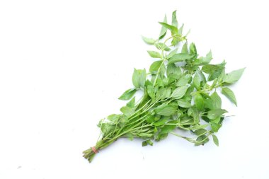 Taze tatlı fesleğen, Hairy Basil ya da beyaz arka planda izole edilmiş Ocimum bazilika yaprağı. Tayland yemeğinin içindeki besin maddeleri sıcak organik sebzeler ve sağlıklı beslenmek için bitkiler içerir.
