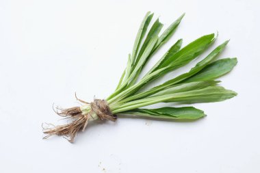 Kokulu ot ya da culantro, uzun kişniş, testere dişli kişniş, (eryngium foetidum) beyaz bir arka planda izole edilir.). 