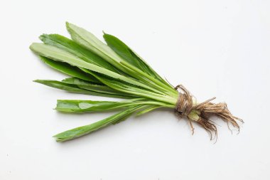 Kokulu ot ya da culantro, uzun kişniş, testere dişli kişniş, (eryngium foetidum) beyaz bir arka planda izole edilir.). 