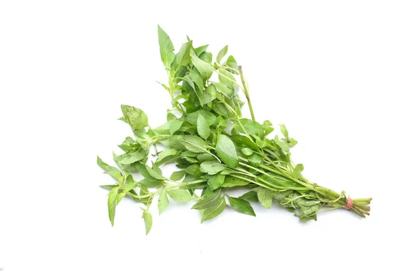 신선하고 Basil Hairy Basil 배경에 잎이다 음식에 식품에는 건강에 식사를 — 스톡 사진
