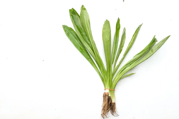 Stink Weed Culantro Long Coriander Sawtooth Coriander Eryngium Foetidum Isolate — Stock Photo, Image