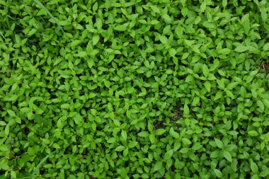 Sabah güneşinde yerdeki yeşil yaprakların seçici odak noktası. Ormanın zeminini kaplayan yeşil yapraklar. Duvar Kağıdı