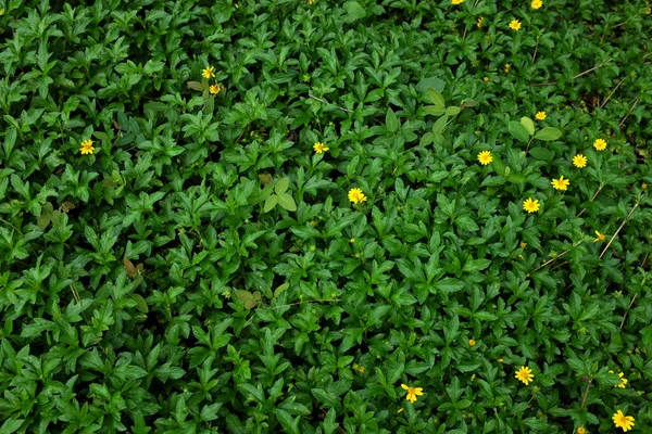 在早晨的阳光下 选择性地将绿色的叶子和黄色的花朵聚焦在地上 覆盖森林地面的绿叶 — 图库照片