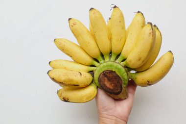 Kadın eli, muz ve altın muz, sidik, muz, musa sapientum, beyaz arka planda izole edilmiş bir kadın eli. Sağlıklı muz meyvesi.