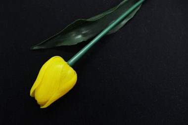 Siyah bir arka plan güzel Sarı Lale