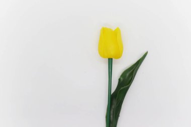 Beyaz arka plan üzerinde izole güzel Sarı Lale