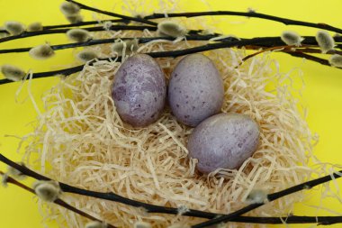 Söğüt dalları olan bir yuvada güzel Paskalya yumurtaları