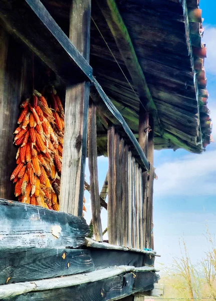 Καλαμπόκι Κρεμασμένο Ένα Χορραίο Ένα Τυπικό Αχυρώνα Στις Αστούριες Nava — Φωτογραφία Αρχείου