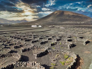 La Geria vineyard on black volcanic soil. Scenic landscape with volcanic vineyards. Lanzarote. Canary Islands. Spain