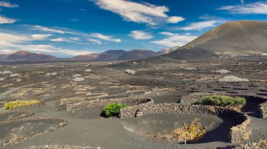 La Geria vineyard on black volcanic soil. Scenic landscape with volcanic vineyards. Lanzarote. Canary Islands. Spain