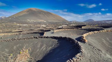 La Geria vineyard on black volcanic soil. Scenic landscape with volcanic vineyards. Lanzarote. Canary Islands. Spain
