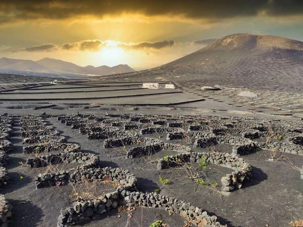 La Geria vineyard on black volcanic soil. Scenic landscape with volcanic vineyards. Lanzarote. Canary Islands. Spain