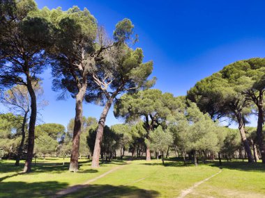 Valorio parkındaki Büyük Çam ağaçları, Zamora şehri, İspanya