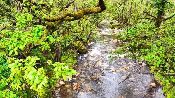 Річка Знаходиться Природному Парку Сомедо Біосферному Заповіднику Іспанії — стокове фото