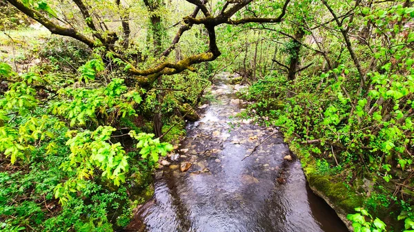 Річка Знаходиться Природному Парку Сомедо Біосферному Заповіднику Іспанії — стокове фото