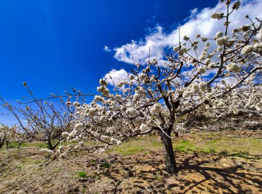 El Jerte vadisinde kiraz çiçeği, Tornavacas köyü, Caceres vilayeti, Extremadura, İspanya