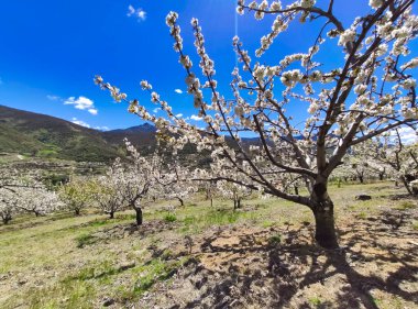 El Jerte vadisinde kiraz çiçeği, Tornavacas köyü, Caceres vilayeti, Extremadura, İspanya