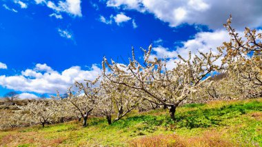 El Jerte vadisinde kiraz çiçeği, Tornavacas köyü, Caceres vilayeti, Extremadura, İspanya