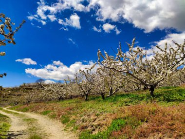 El Jerte vadisinde kiraz çiçeği, Tornavacas köyü, Caceres vilayeti, Extremadura, İspanya